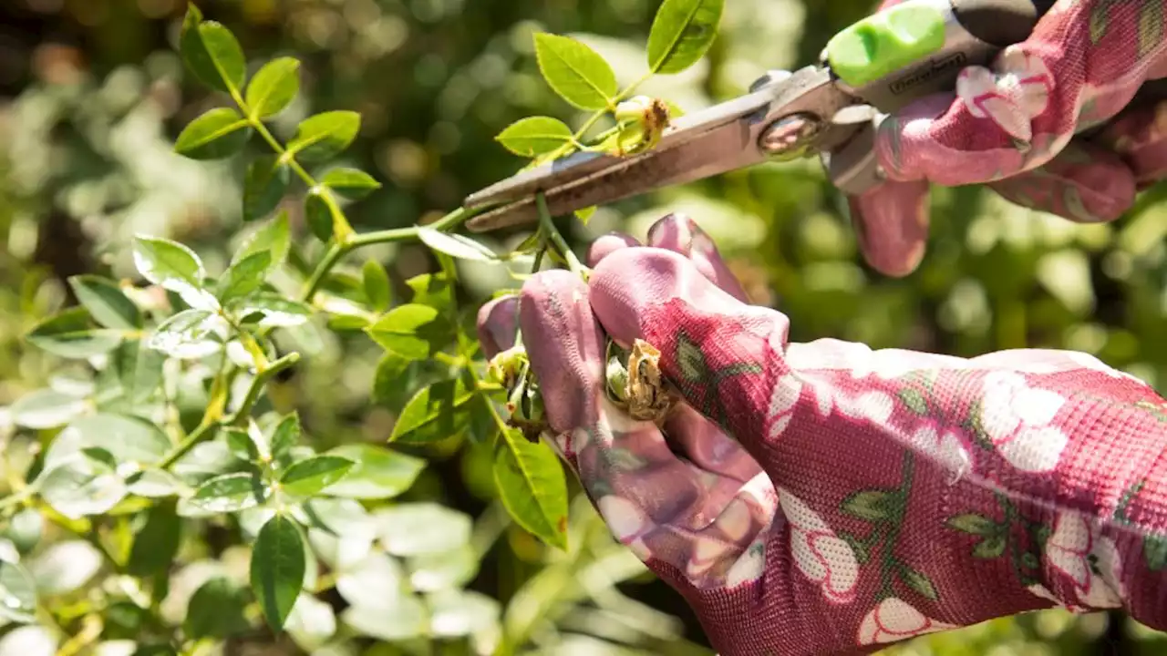 So bleibt die Gartenschere lange scharf