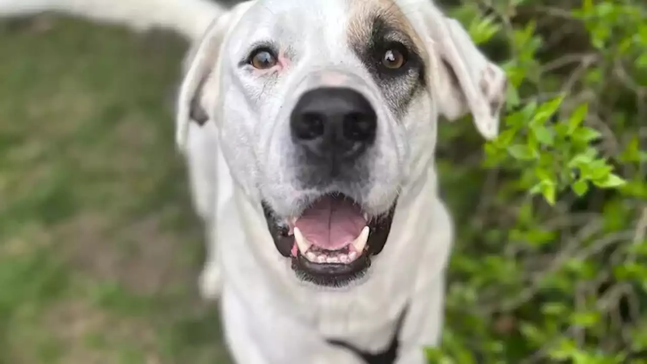 Sa maîtresse est tuée en pleine promenade par un chauffard, la réaction de son chien est incroyable...