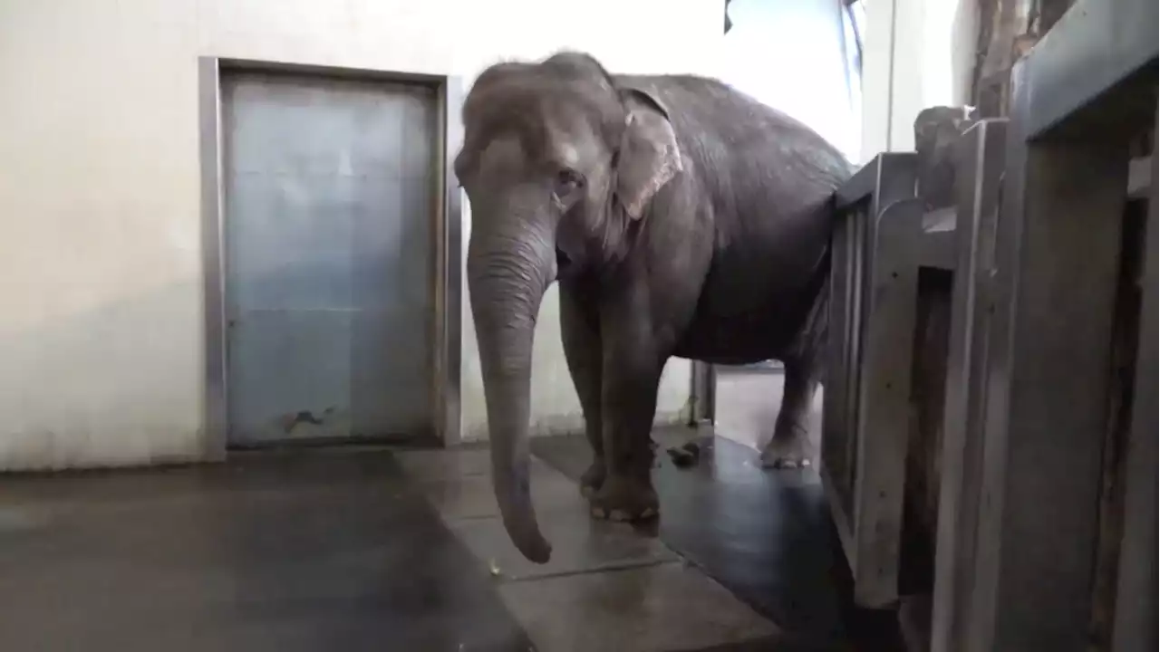 This elephant likes to peel ripe bananas before eating them, a skill she may have learned from us: study