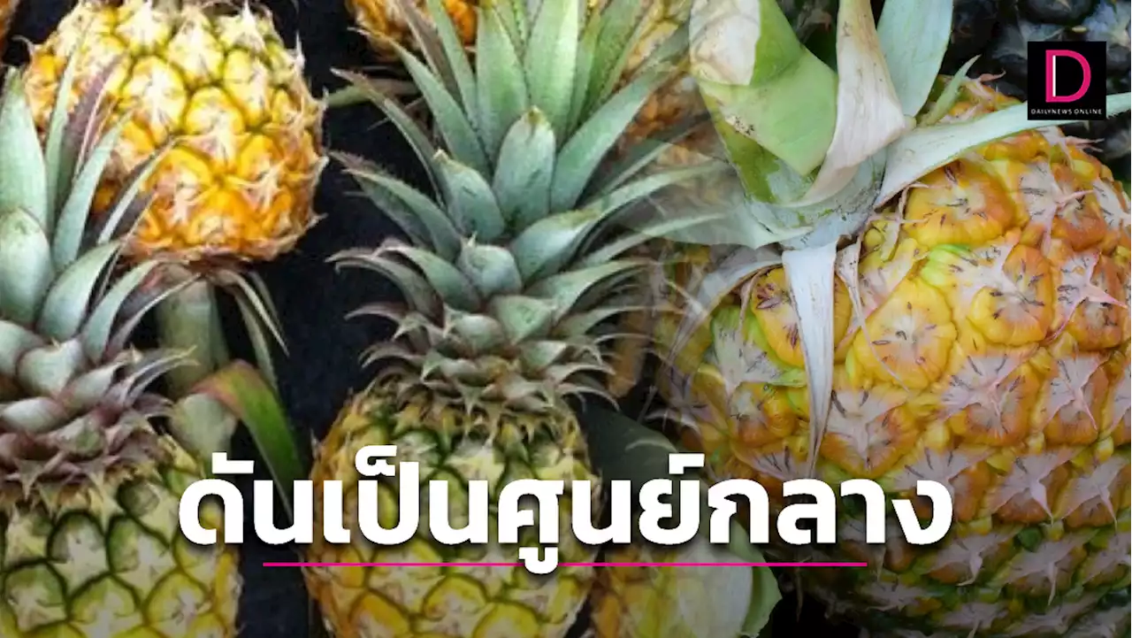 ครม.ไฟเขียวแผนพัฒนาสับปะรด ดันไทยศูนย์กลางผลิตแปรรูป | เดลินิวส์