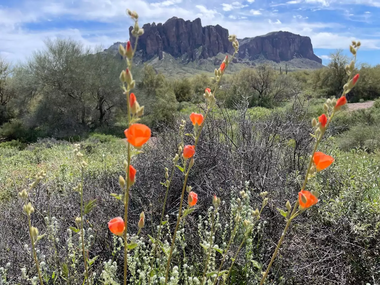 Colorado wildflower season is months away; so, why not check out an Arizona superbloom