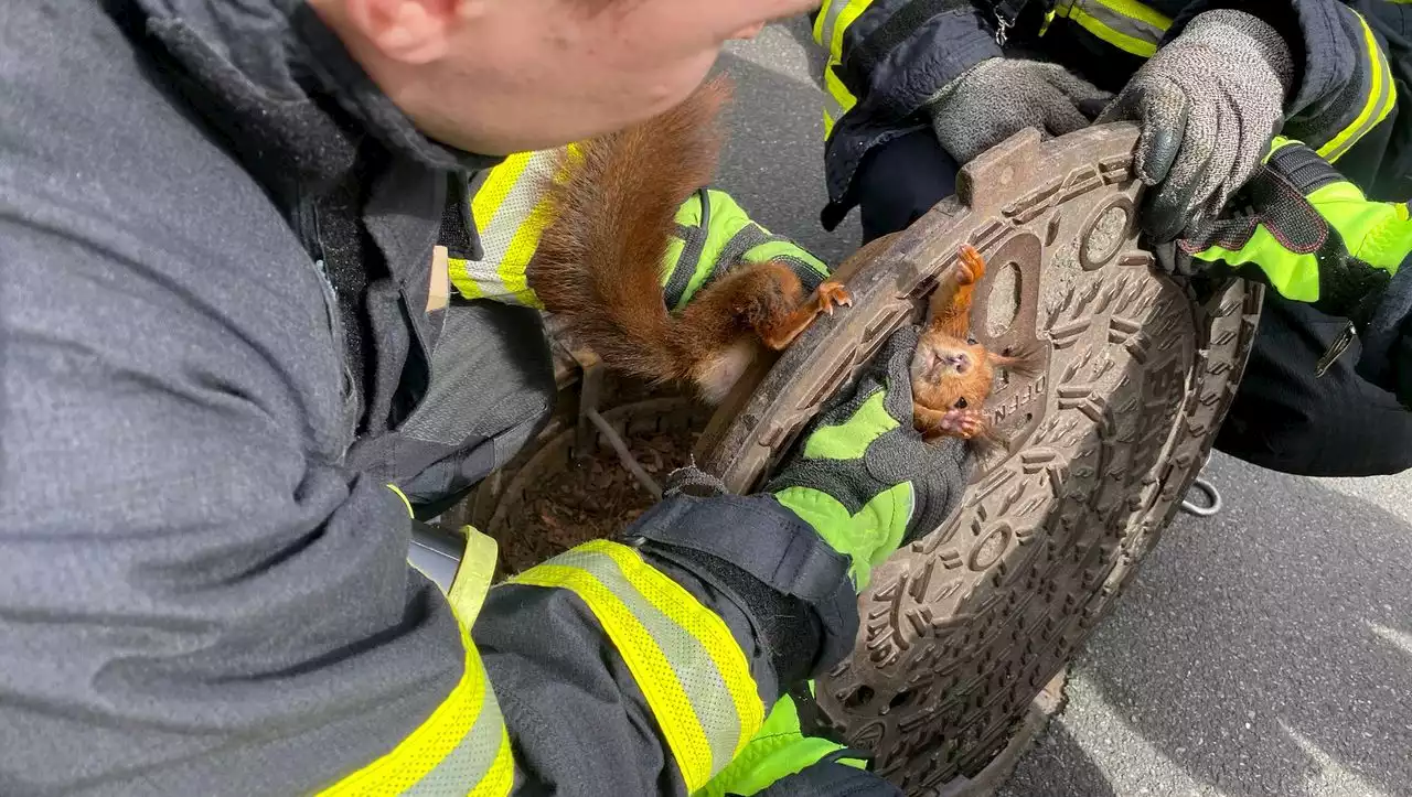 Dortmund: Feuerwehr rettet Eichhörnchen aus Gullydeckel