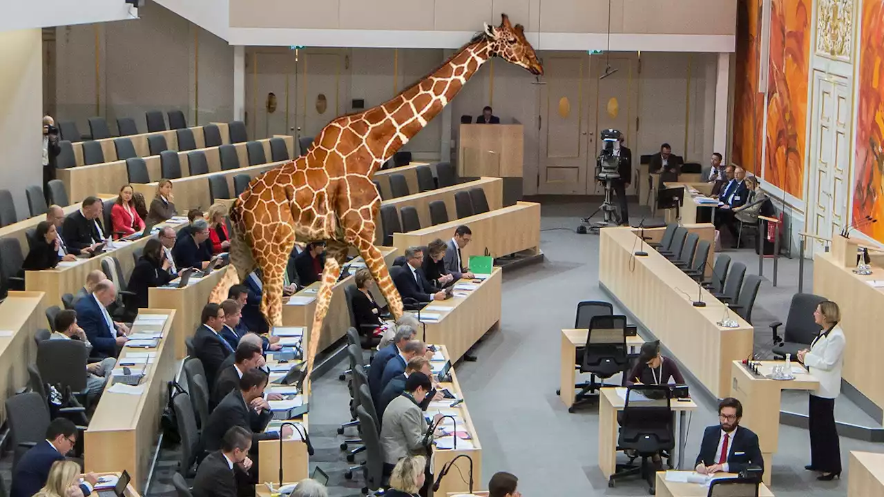 Um sie politisch ruhigzustellen: SPÖ schickt Giraffe in den Bundesrat