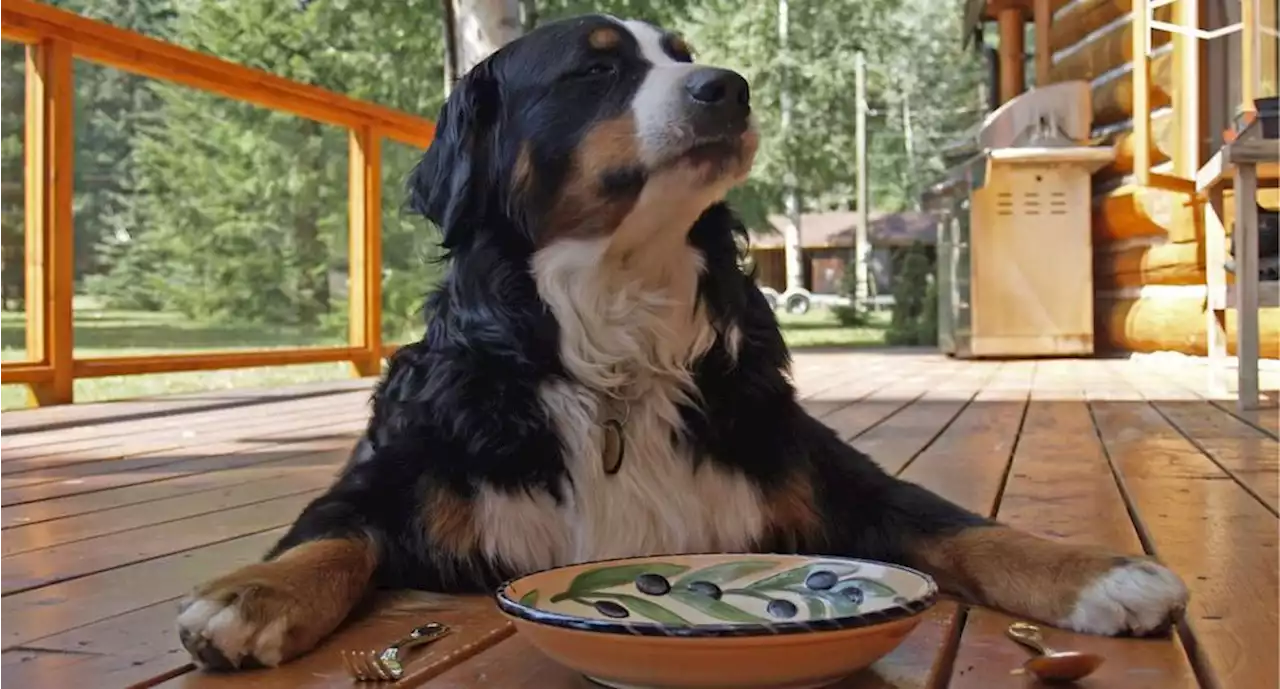 La sorpresiva respuesta de un restaurante que no acepta mascotas se volvió viral | El Universal