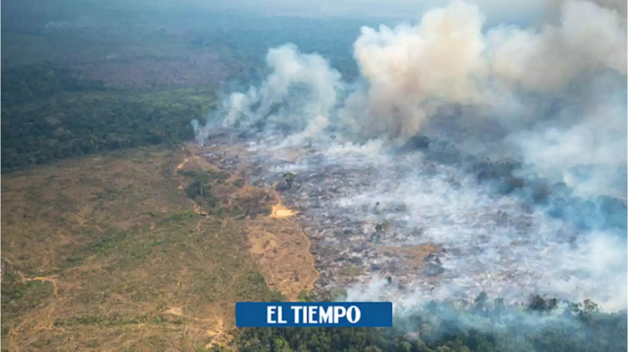 'Paz total': lo que Gobierno y grupos armados negocian en materia ambiental