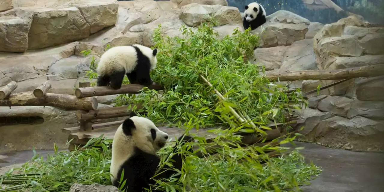 Zoo de Beauval : le séjour des pandas prêtés par la Chine, prolongé jusqu'en 2027