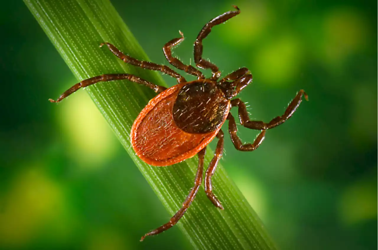 Vaccines For Lyme Disease And Norovirus? Moderna Working On Shots Targeting Tick-Borne Infection And Vomiting Bug