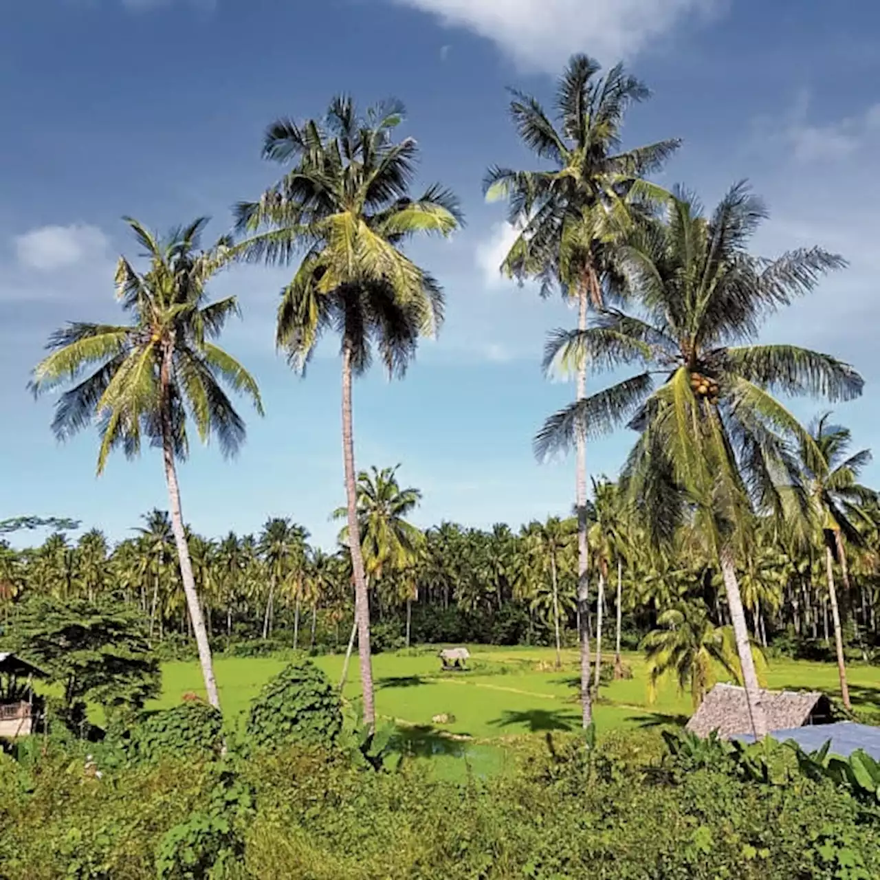 Foreign chambers back move to amend PH land ownership laws
