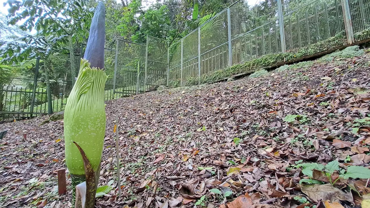 4 Bunga Bangkai Tumbuh Subur di Kebun Raya Cibodas, Siap Mekar Sempurna di Libur Lebaran Nanti