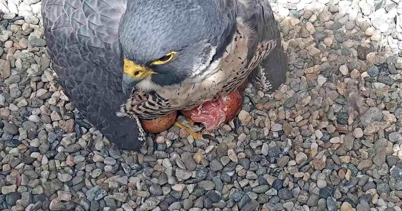 First falcon chick hatches in nest atop UC Berkeley's Campanile tower