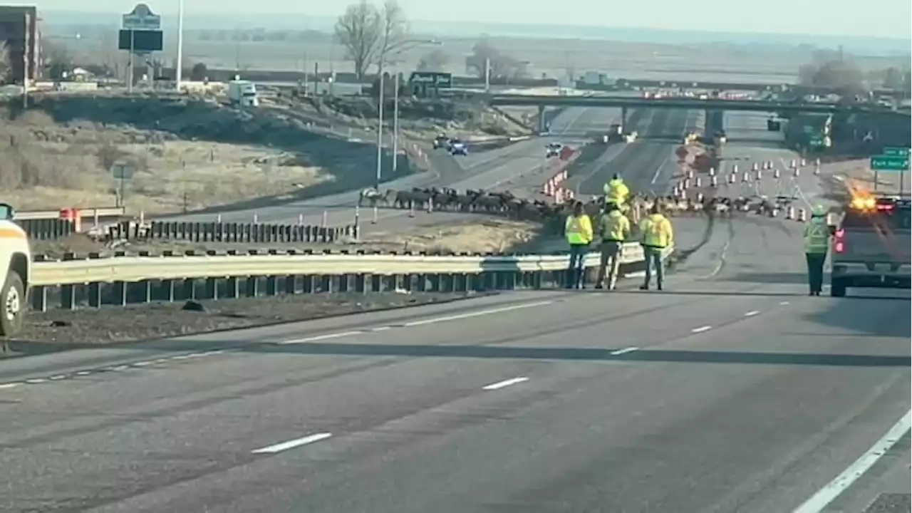 Authorities shut down Idaho interstate to allow herds of elk to cross