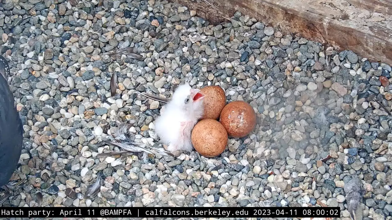 Cal falcon egg hatches, bird lovers eagerly await more chicks on livestream