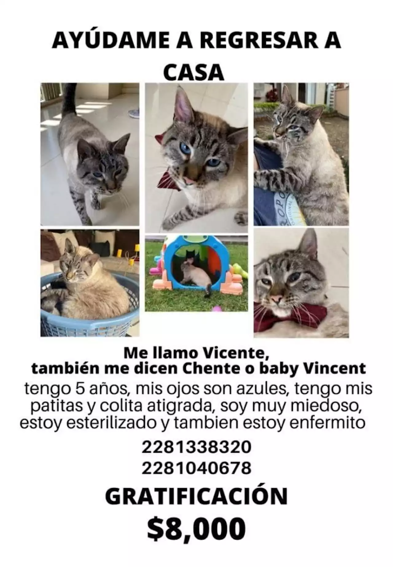 Ofrecen 8, 000 pesos por Vicente, gatito perdido en Xalapa