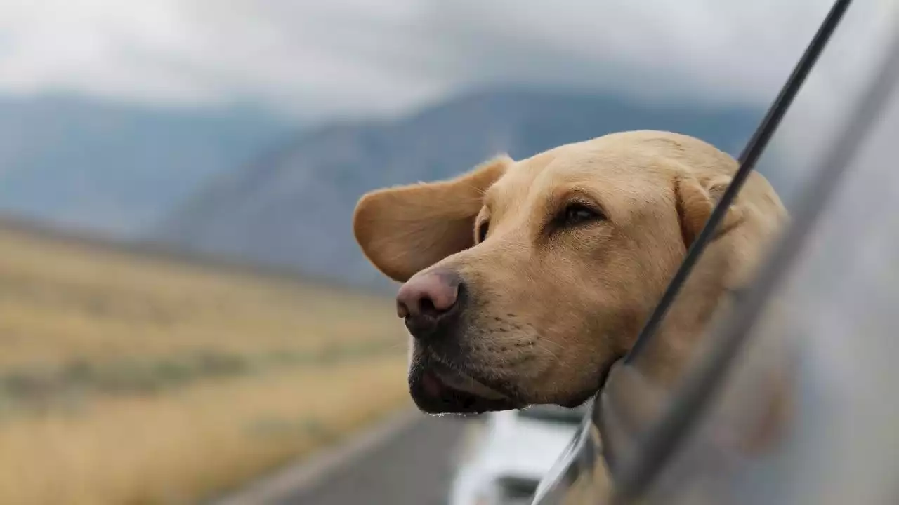 ¿Me pueden multar por llevar a mi perro en el carro?