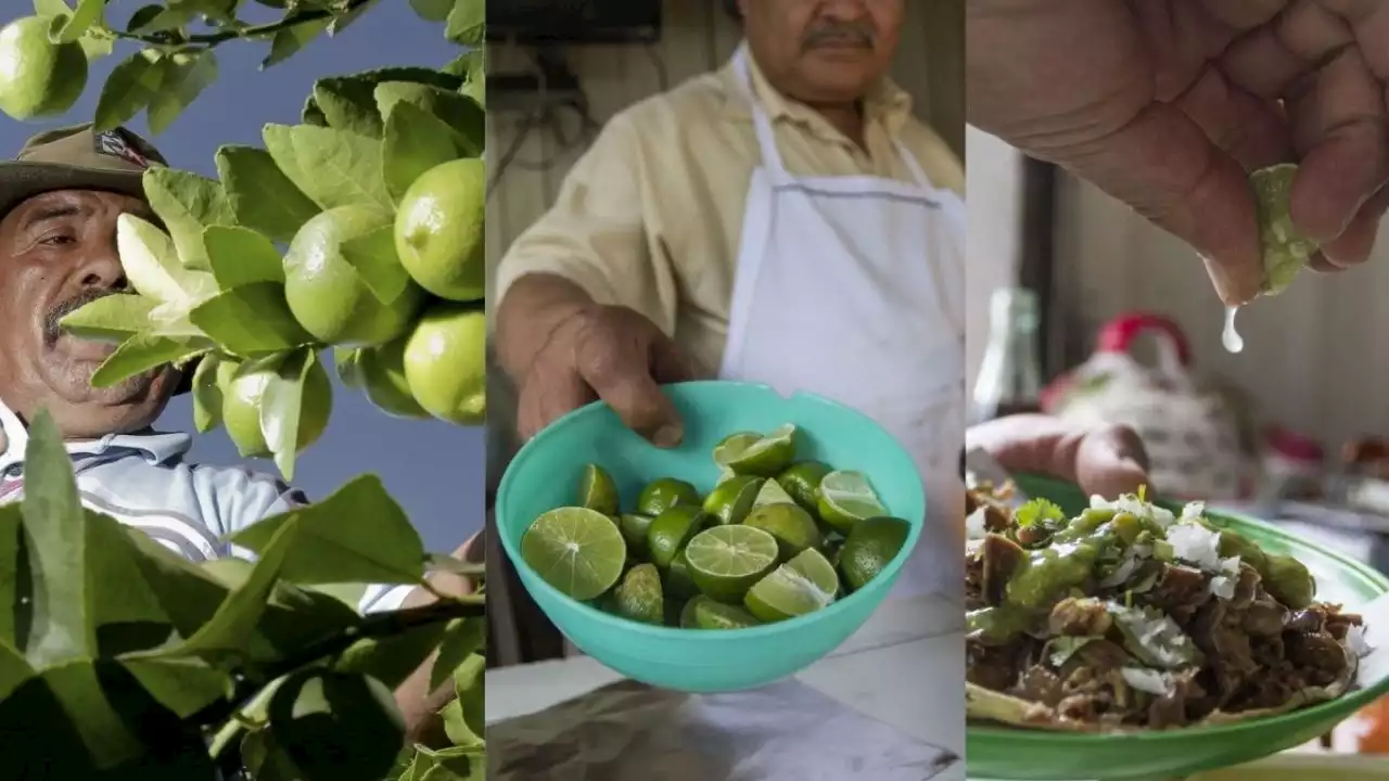 Veracruz, primer lugar productor de limón en todo México