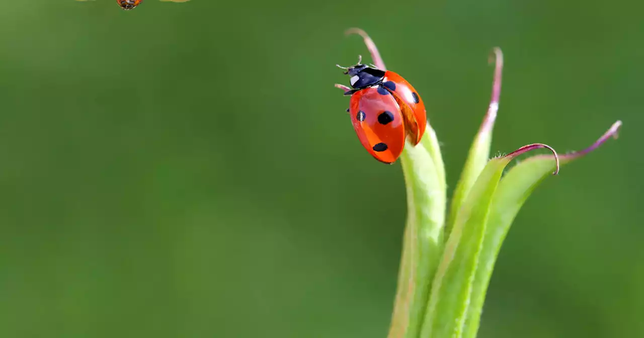 Insectes : s’ils disparaissent, nous disparaissons