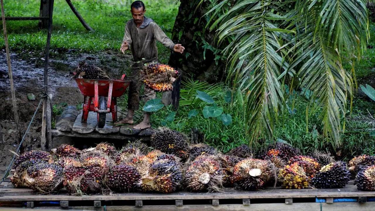 Pemerintah Anggarkan Dana Bagi Hasil Sawit Rp 3,4 Triliun di 2023