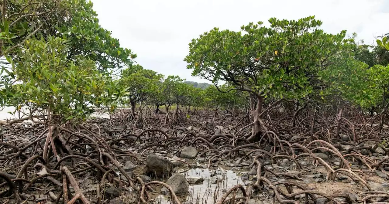 Du plus petit microbe aux arbres géants, pourquoi la nature favorise-t-elle les extrêmes ?