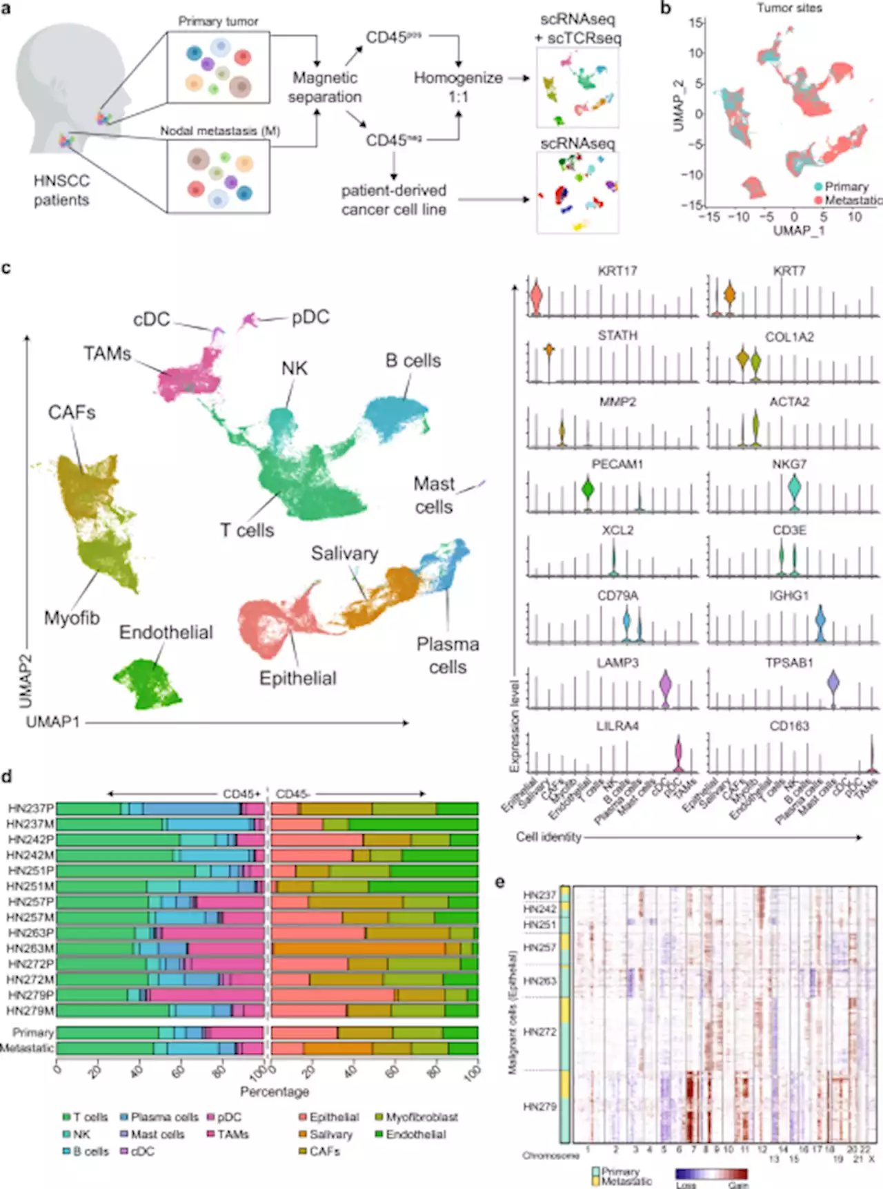 Single cell analysis in head and neck cancer reveals potential immune evasion mechanisms during early metastasis - Nature Communications