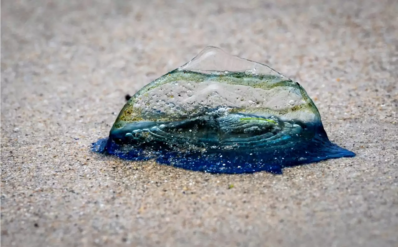 Could sightings of jelly-like creatures on California beaches signal El Niño on the horizon?