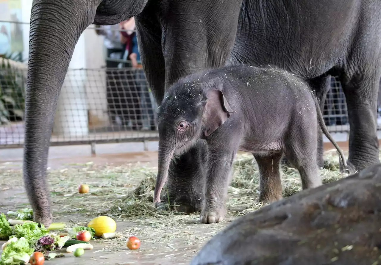 Elephant in Berlin Zoo has figured out how to peel bananas