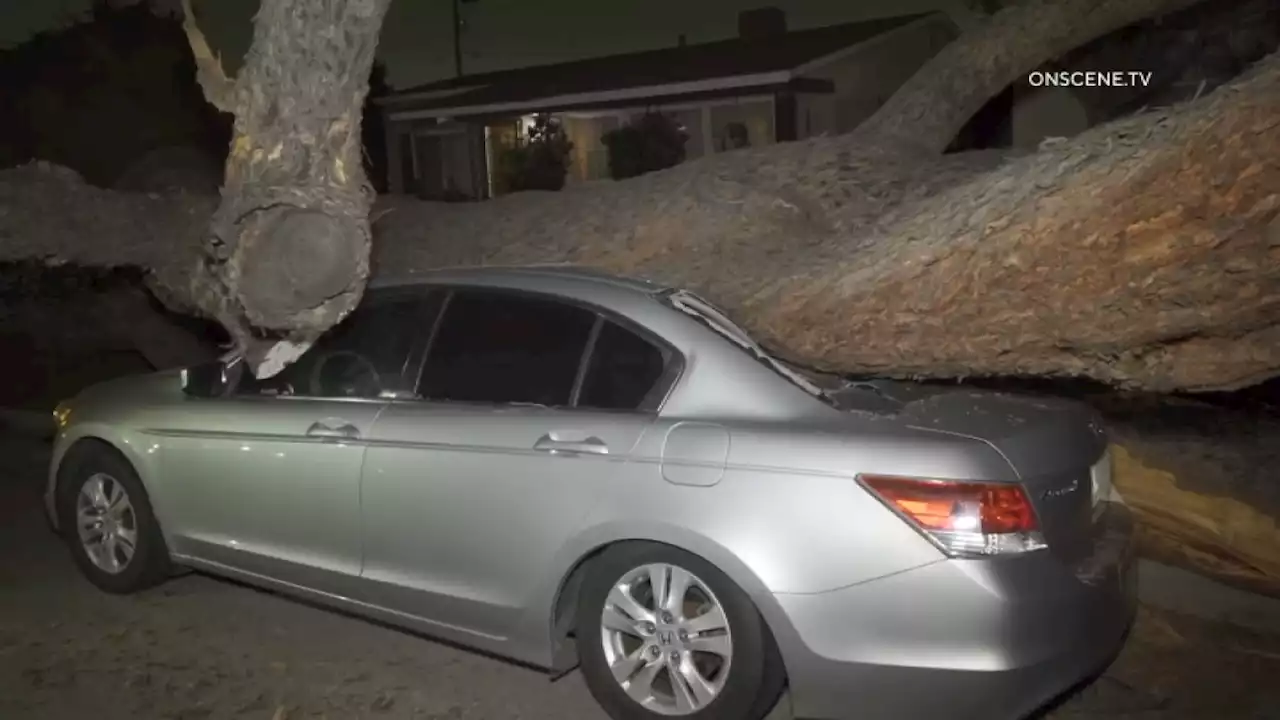 Giant Tree Crushes Car, Narrowly Misses Home in Whittier