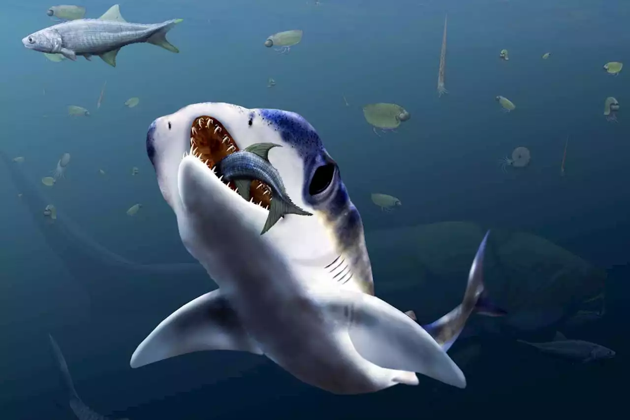 Broad-nosed ancient shark was one of earliest fish to smell in stereo