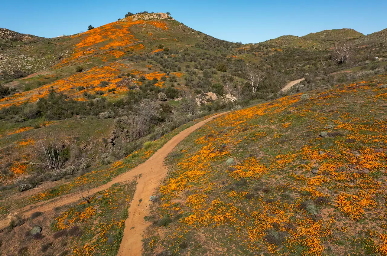 California tourists threatened with arrest for visiting super bloom flowers