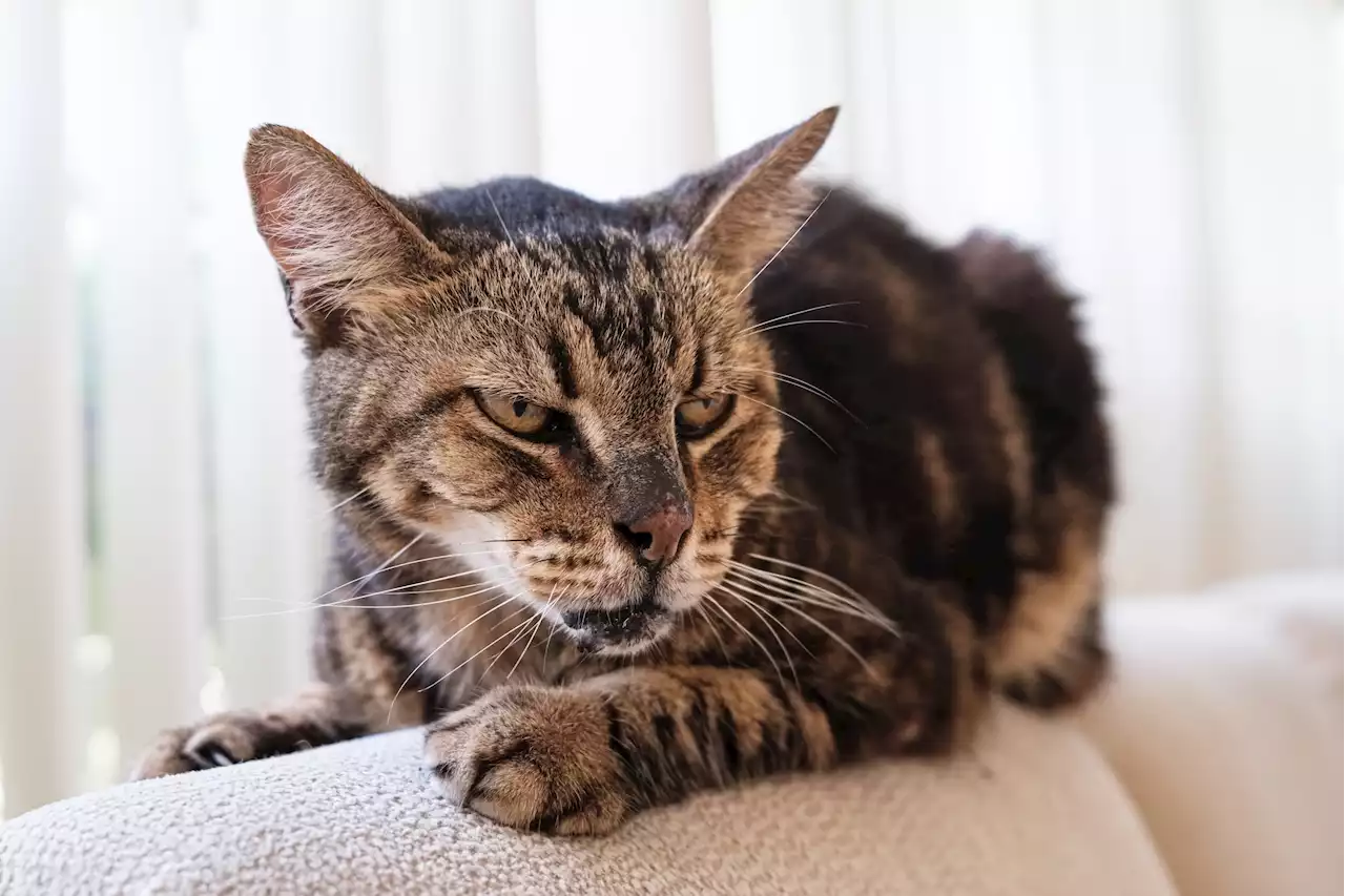 Hilarious moment senior cat, aged 18, refuses to be friends with new kitten