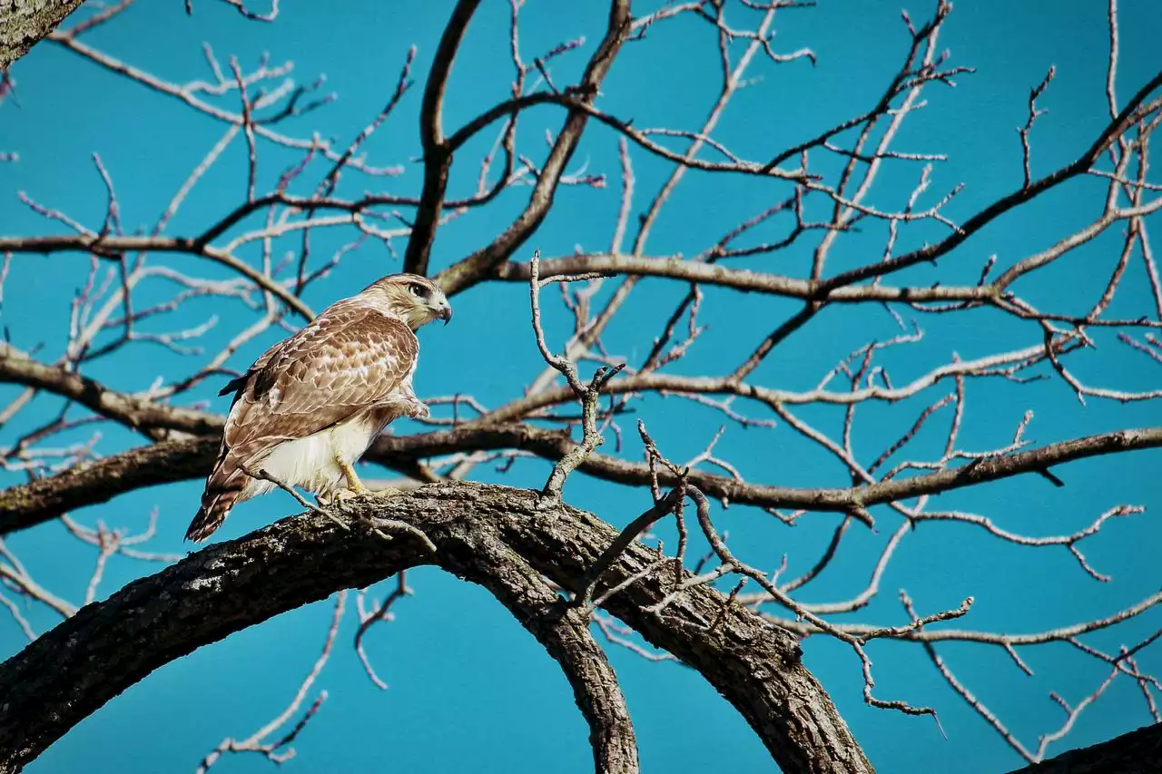 Rare hawk covered in oil rescued in Pennsylvania