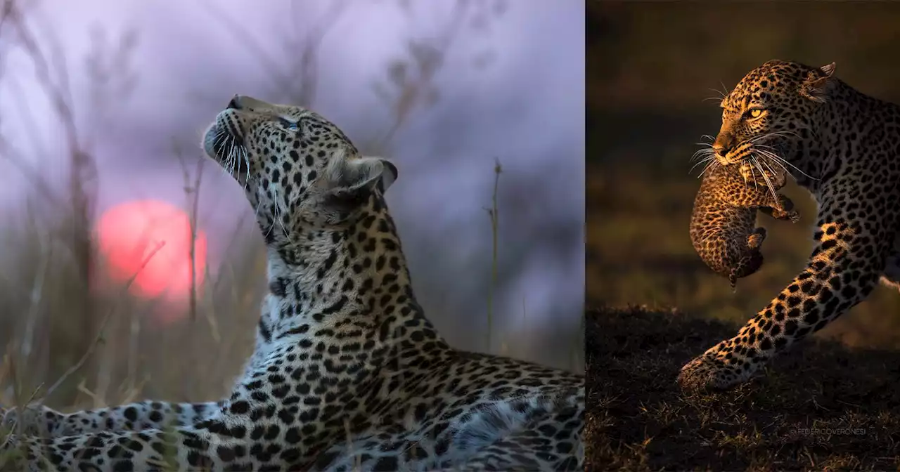 'Remembering Leopards' is the 8th Book in a Series Dedicated to Saving Wildlife