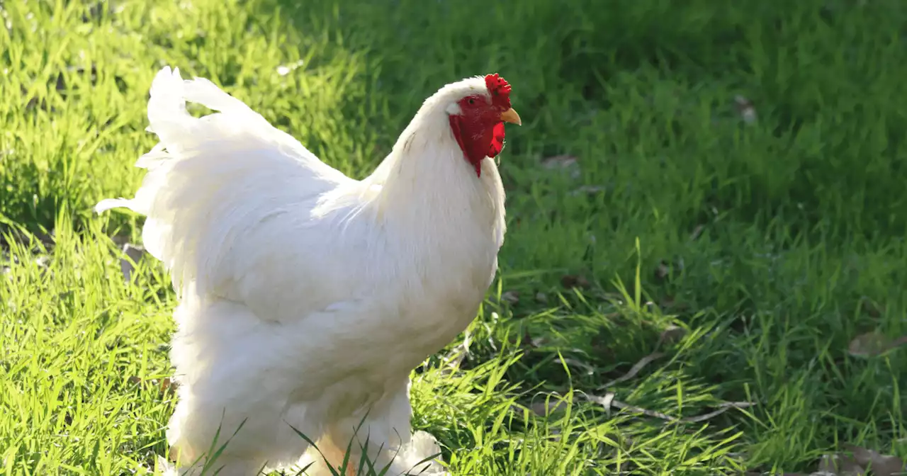 What the cluck! China man jailed after scaring to death 1,100 chickens