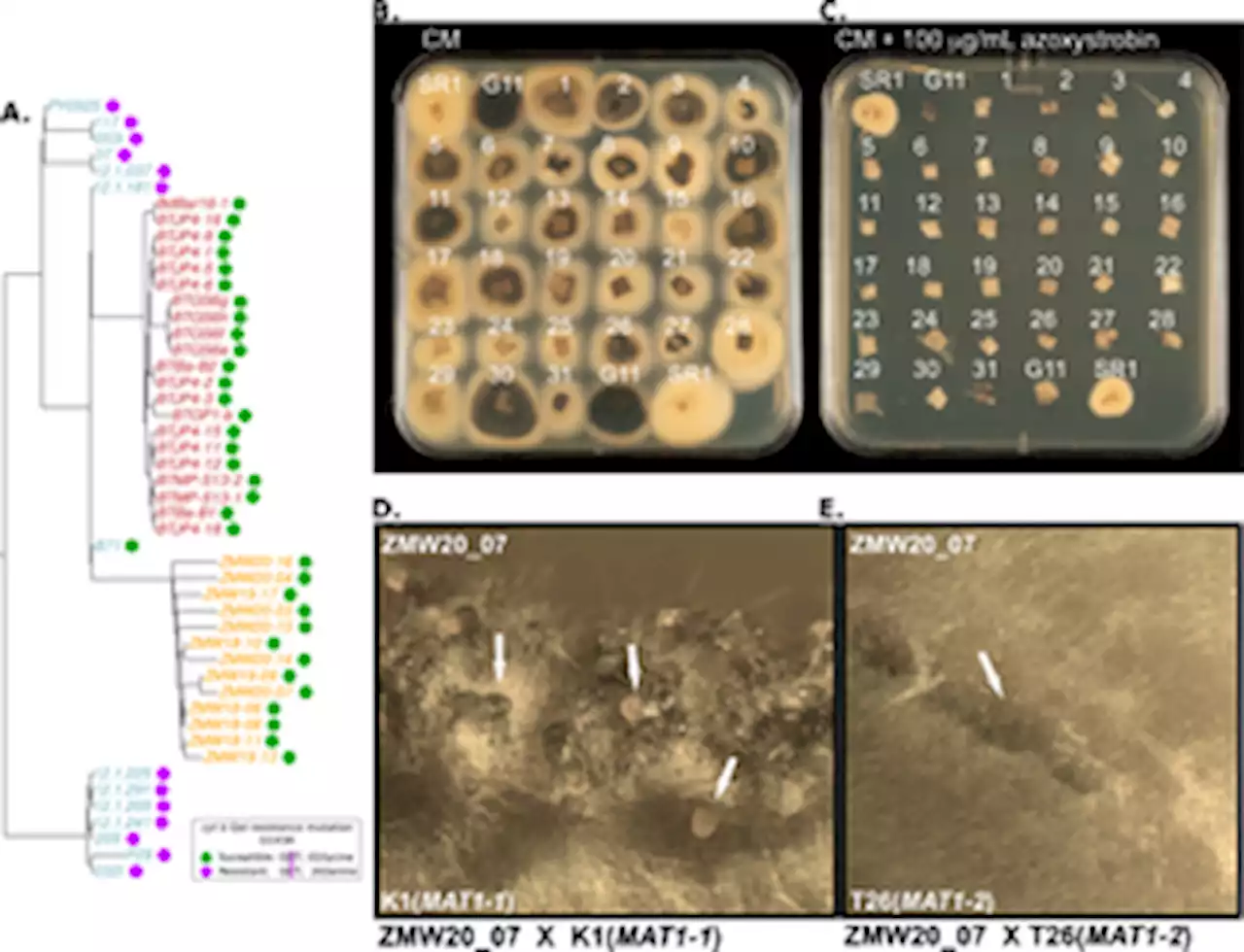 Genomic surveillance uncovers a pandemic clonal lineage of the wheat blast fungus