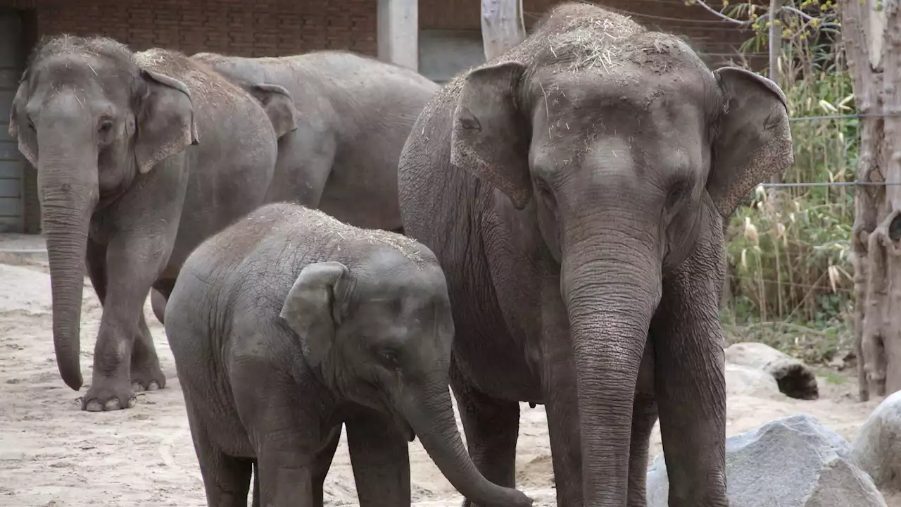 Pang Pha the elephant learned to peel bananas by mimicking humans