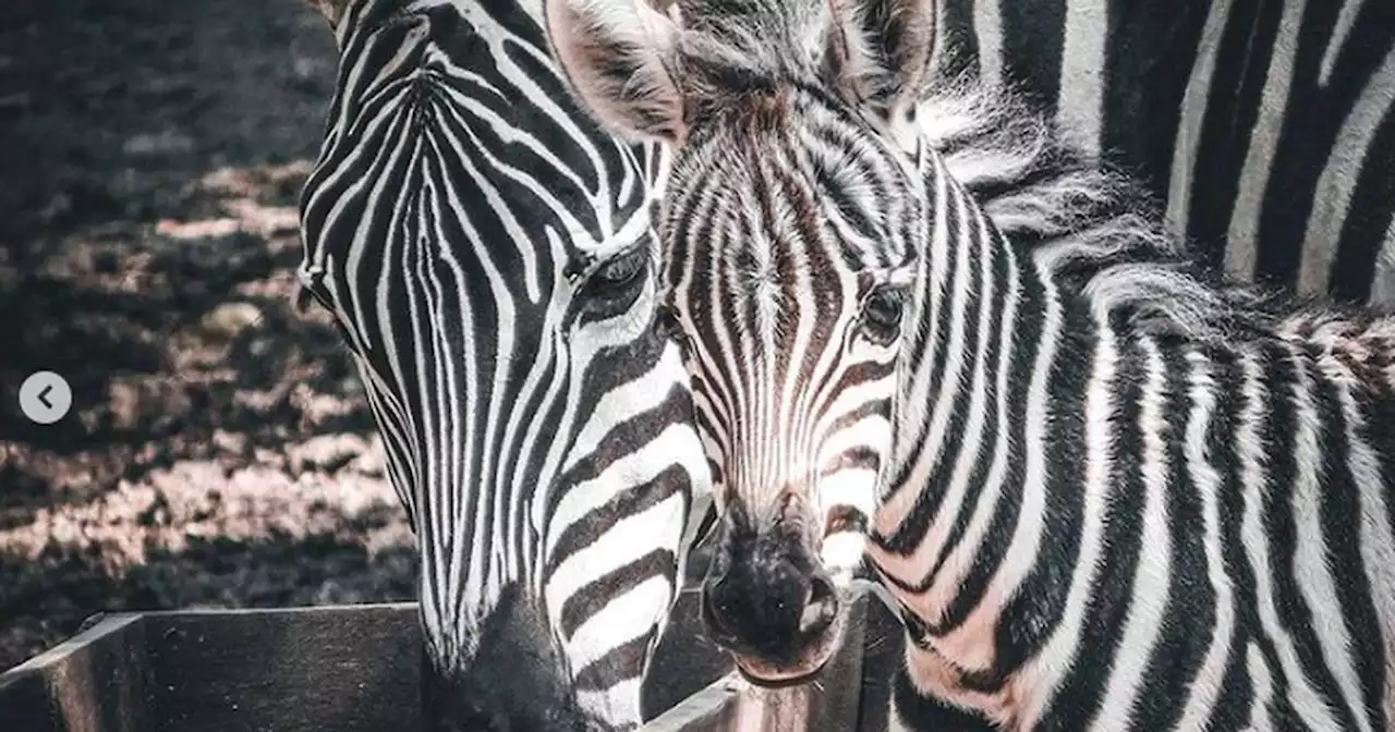 Una cebra recién nacida se robó el corazón de los trabajadores del zoológico de Cali