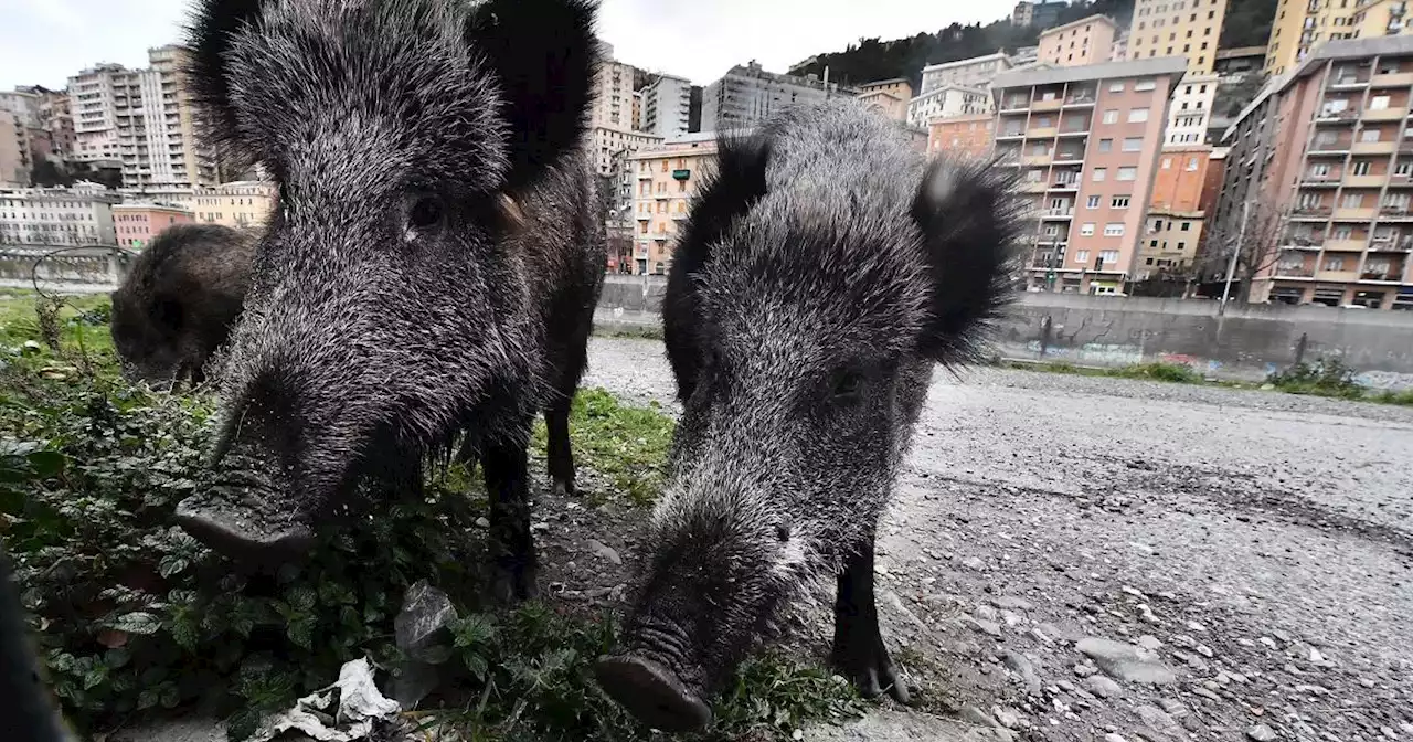 Fugge sull'albero dopo un attacco di cinghiali, salvato dai vigili