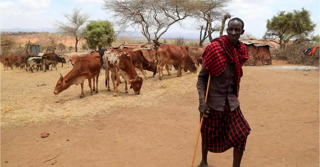 Kenya to insure livestock farmers against drought in $140 million plan