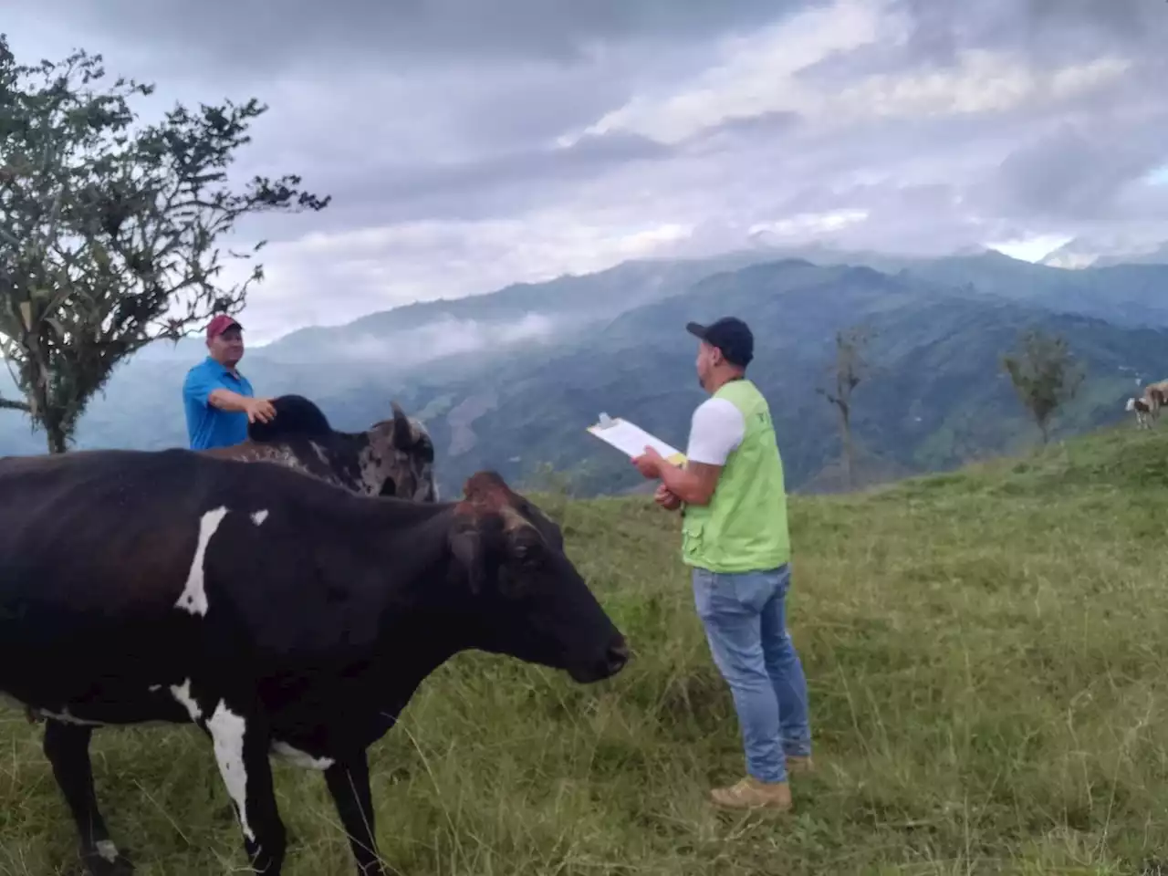 Los animales: una de las preocupaciones por la actividad del volcán Nevado del Ruiz. Minuto a minuto