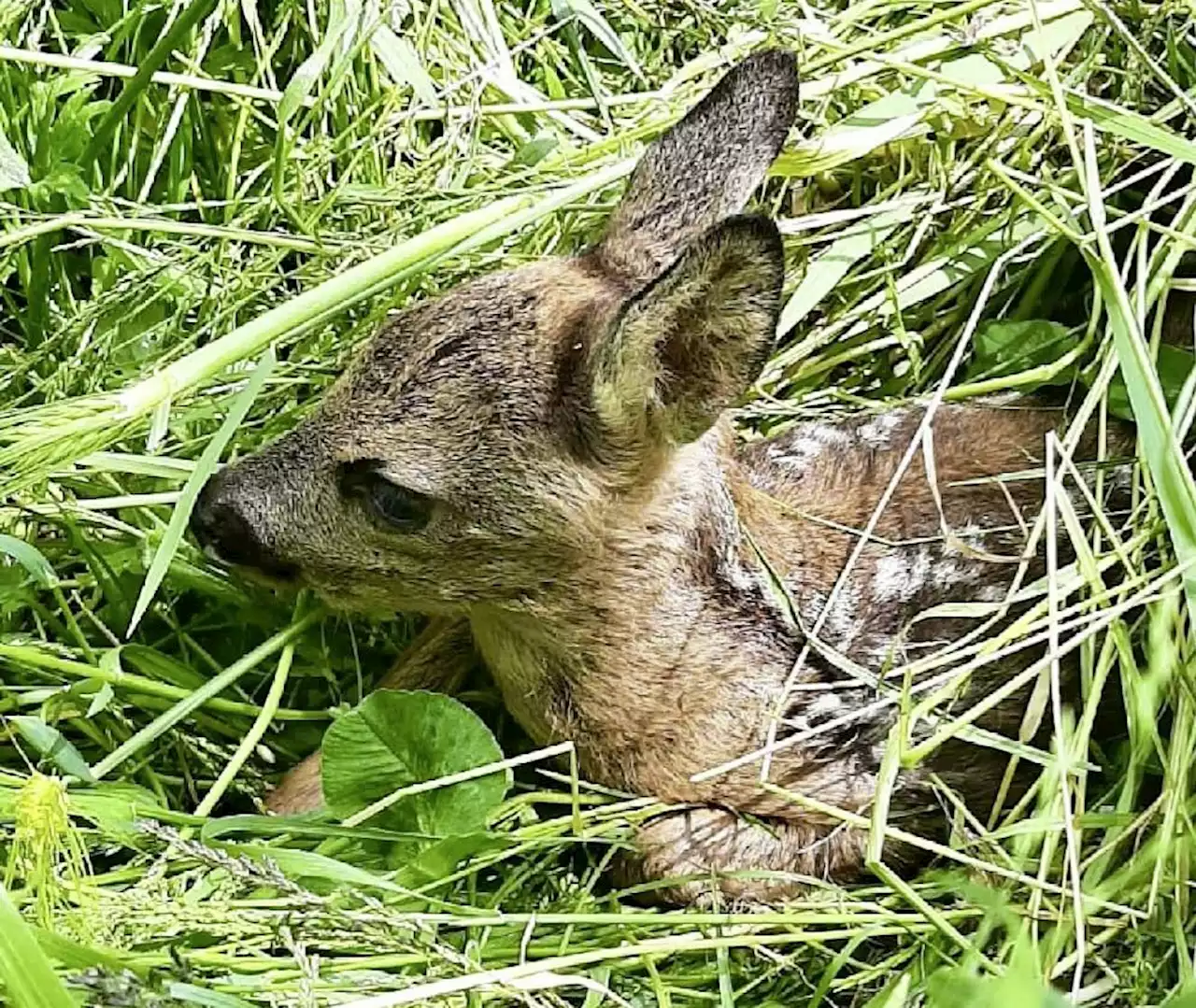 Achtung vor Rehkitzen im Gras! - Schweizer Bauer