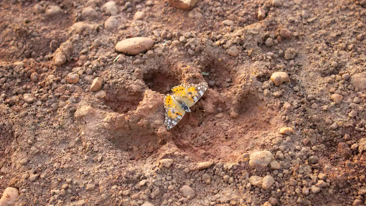 The last leg of the longest butterfly migration has now been identified