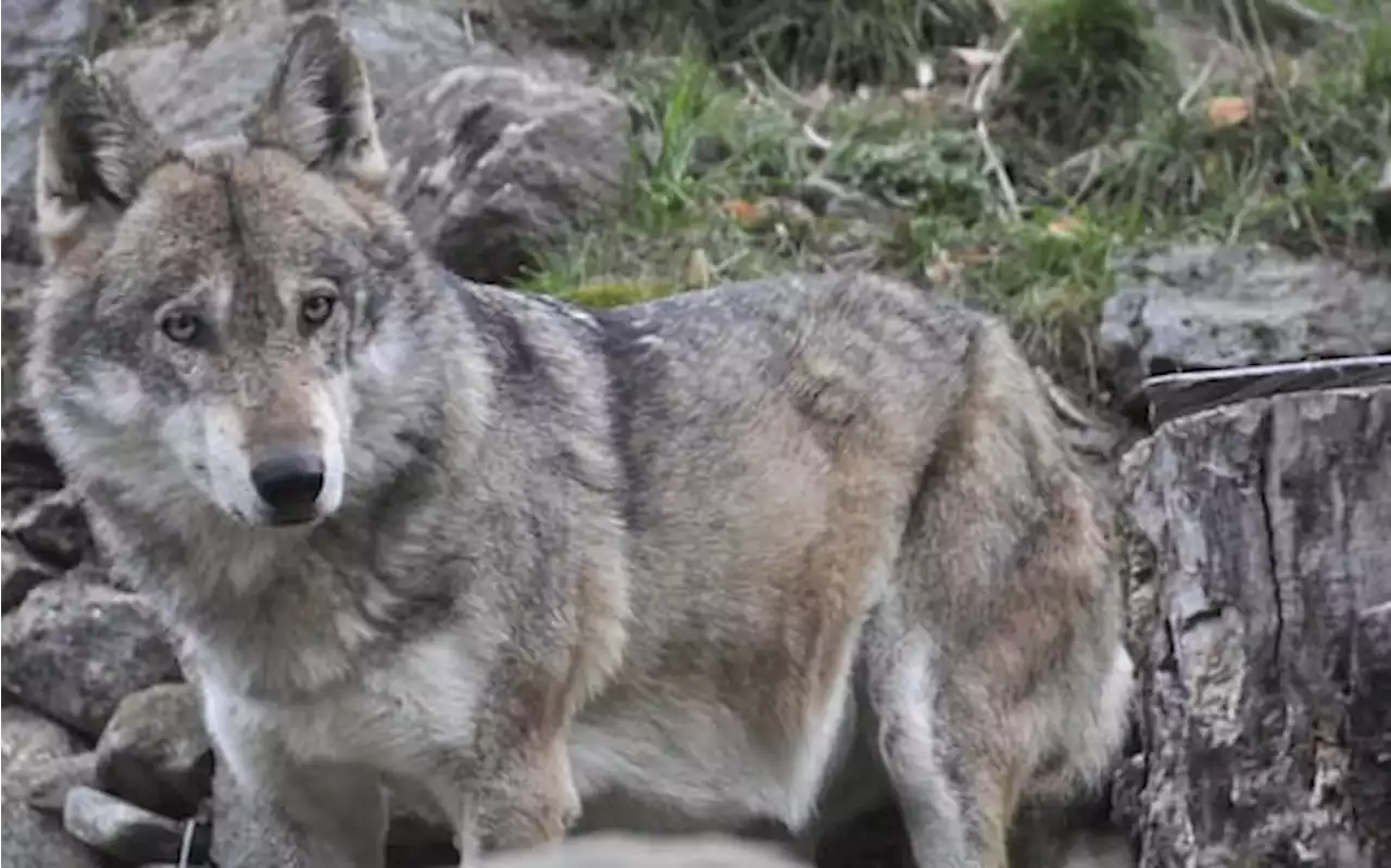 Donna morsa da un lupo in provincia di Lucca