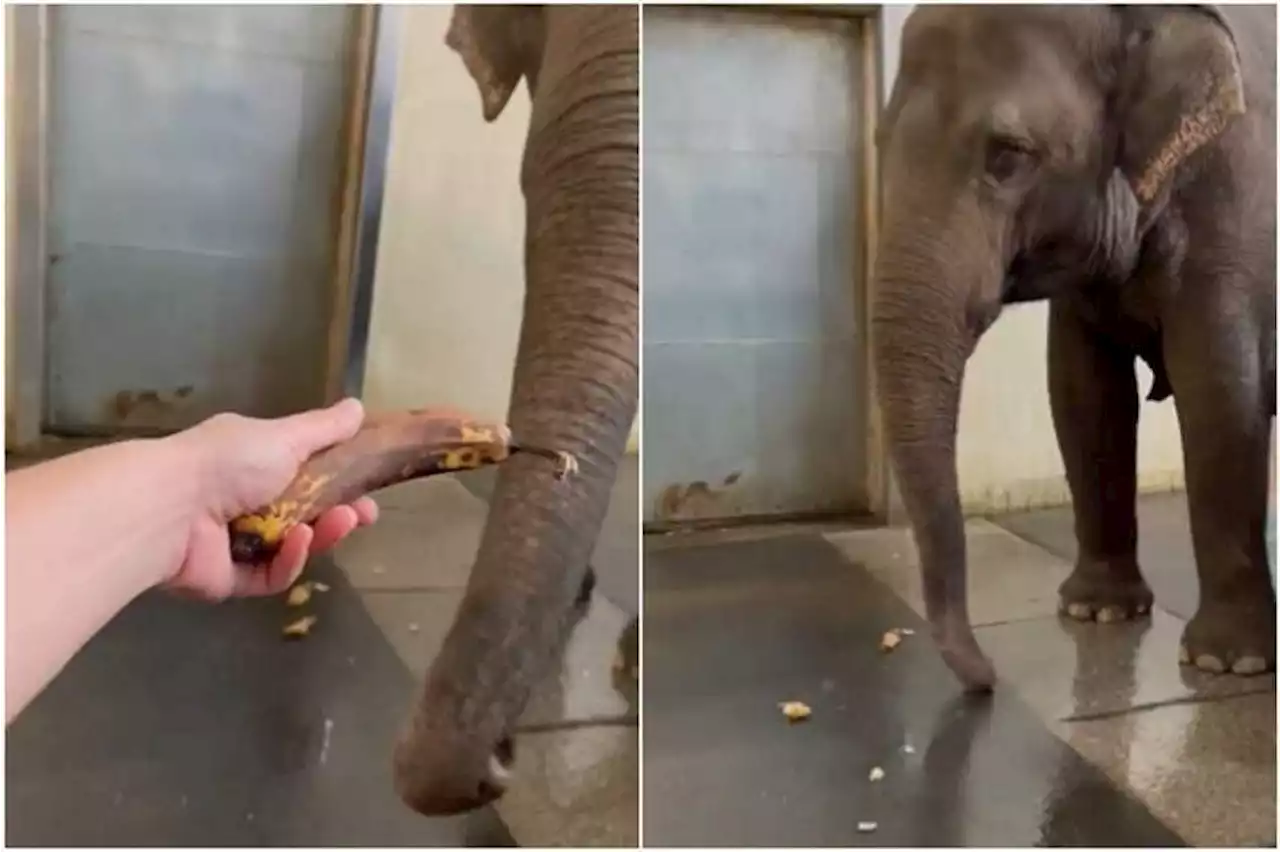 This elephant in a Germany zoo taught herself to peel bananas