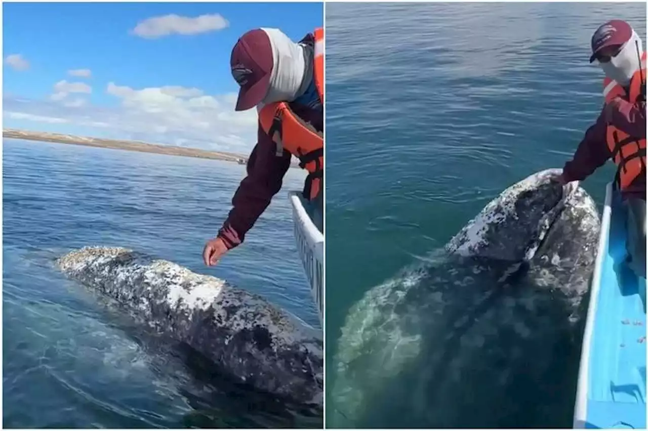 Whale approaches boat captain in Mexico to have lice on its body removed