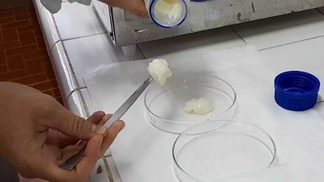 'Gel de leche': desarrollan en Santa Fe un nuevo producto lácteo fortificado con calcio