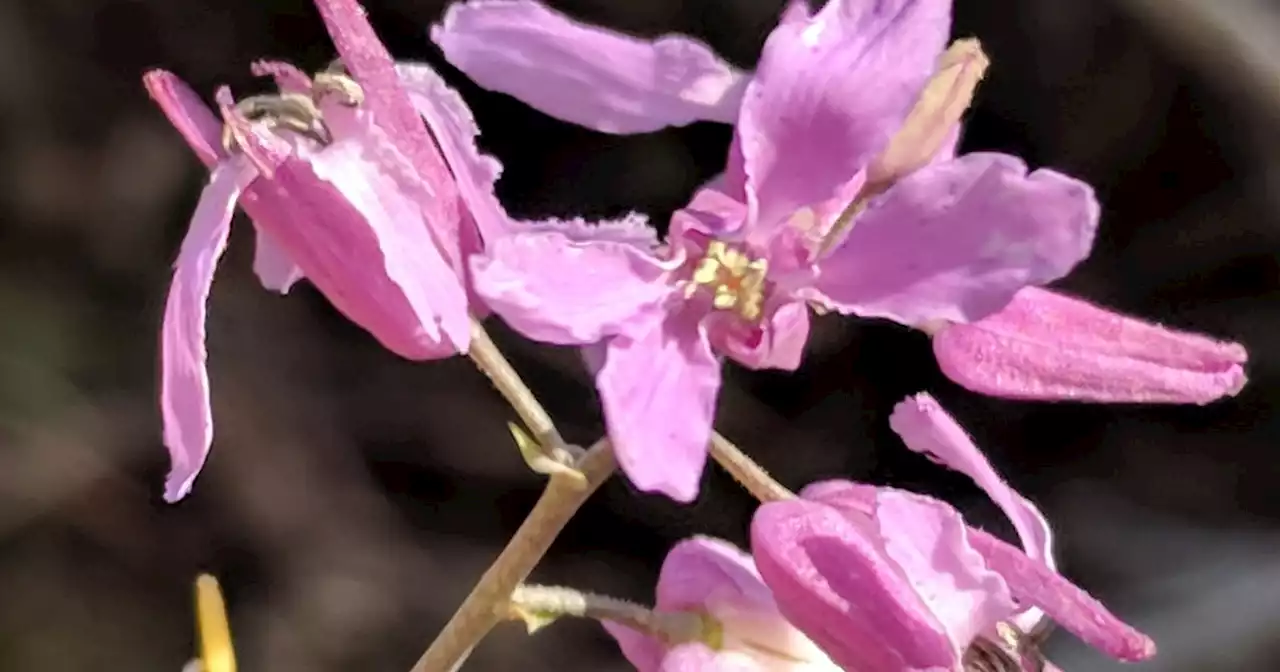 A rare Texas wildflower gets protection under the Endangered Species Act