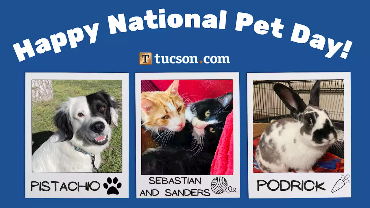 Meet the pets of the Arizona Daily Star newsroom!