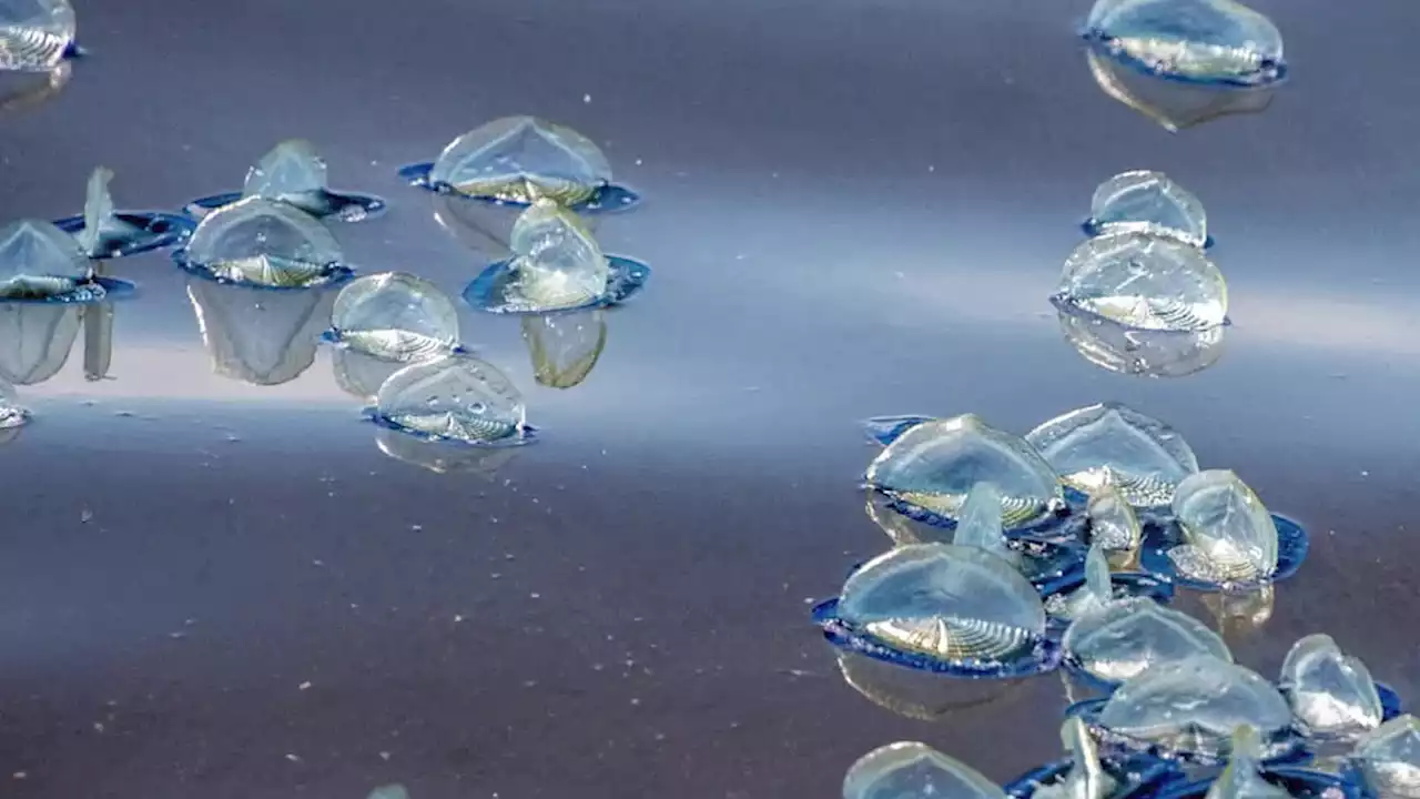 Strange, Blue, Jelly-Like Creatures Wash Up On California Beaches - Videos from The Weather Channel