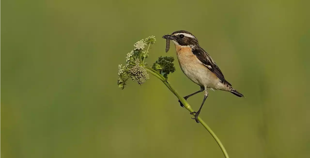 Vogelschutz - Braunkehlchen kehren zurück - und treffen auf zu wenig Lebensraum