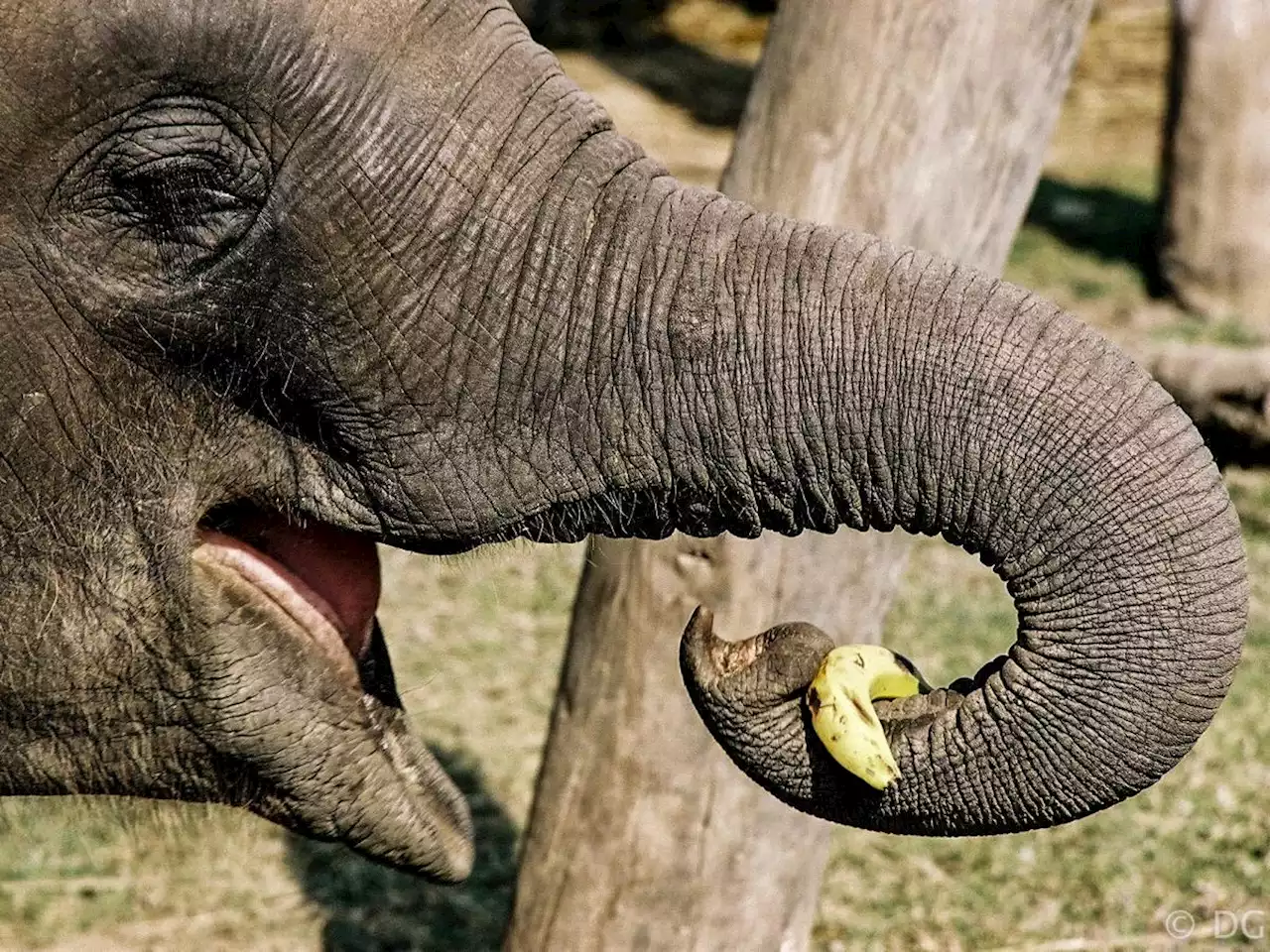 An Asian elephant learned to peel her own bananas with her trunk — and may have figured it out after watching her caretaker do it for her