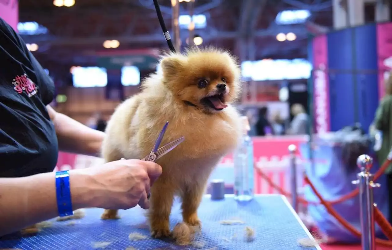 Et si les poils de nos chiens et chats méritaient une seconde vie ?